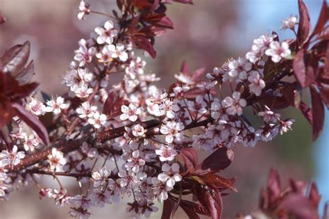 Prunus Cerasifera Newport Cherry Plum