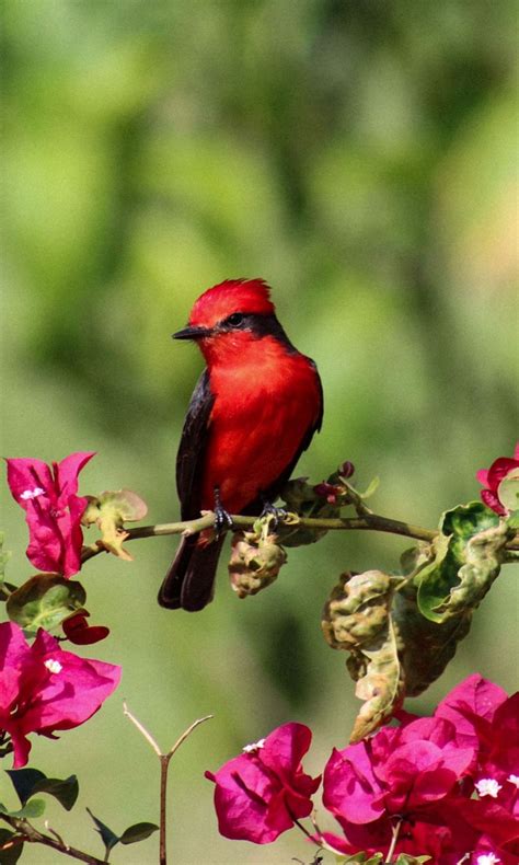 Red Cardinal Northern Bird On Pink Flowers Plant Branch In Blur Green