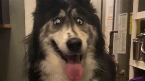 Abandoned Husky With Weird Eyes Finds Forever Home After Photos Go