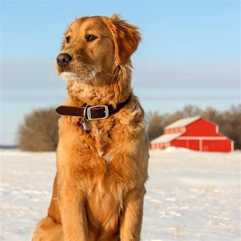 Are You Looking For The Best Golden Retriever Dog Names