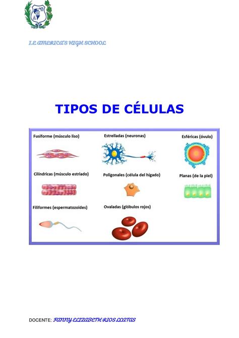 Calaméo Tipos Celulas
