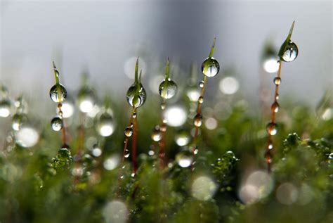 Moss Water Drops In Moss Svetoslav Radkov Flickr