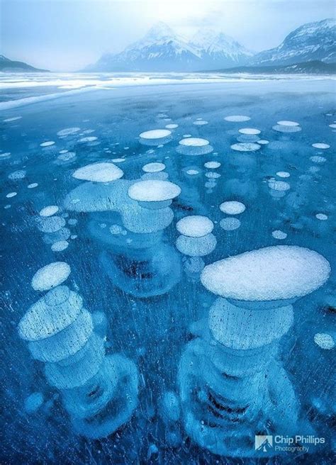 Frozen Air Bubbles In Abraham Lake Alberta Canada By Chip Philips