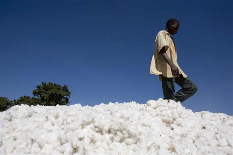 Challenges Facing The Farmers Who Grow Our Cotton Laptrinhx News