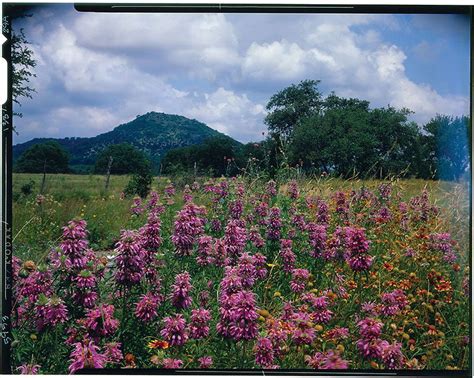 Wildflowers Of Texas Texas Highways Wild Flowers Natural Landmarks