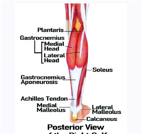 Anatomy Of The Posterior Calf Of The Right Leg Modified After 2 By
