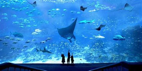 The Worlds Largest Oceanarium Will Open In Singapore Wisata Diary