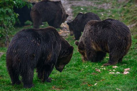 A Visit To Libearty Bear Sanctuary In Romania Journey Of