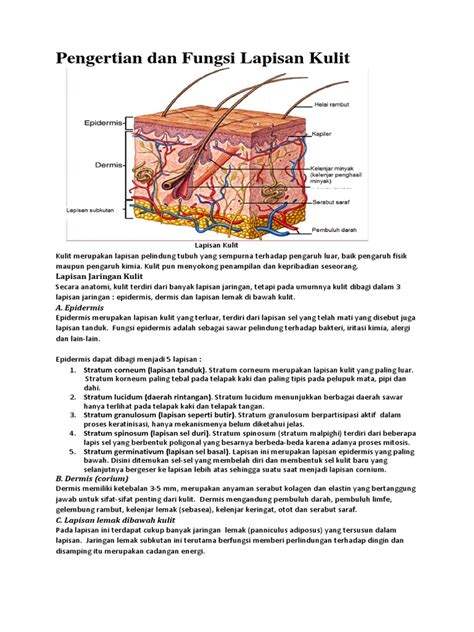 Lapisan Kulit Manusia Dan Fungsinya Pdf