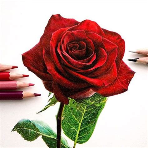 Rose Art By Danstirling Realistic Rose Drawing Realistic Flower