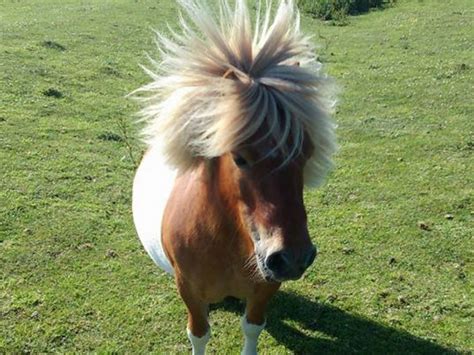 11 Interesting Facts You Didnt Know About The Shetland Pony Horse Spirit