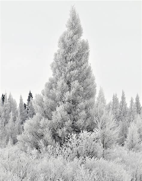 Black And White Snow Covered Pine Tree Photograph By Ron Woolever