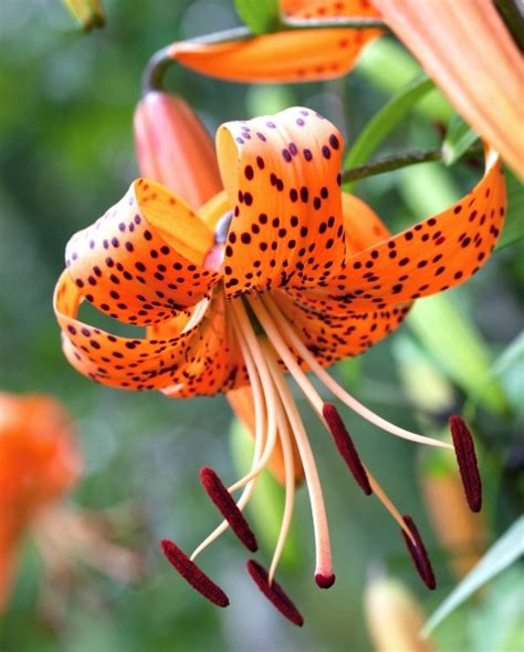 Tiger Lilies One Of First Asiatic Bulbs Planted In Indiana Hoosier