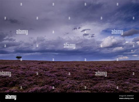 Patch Of Purple Flowering Heather On The North Yorkshire Moors A Lone