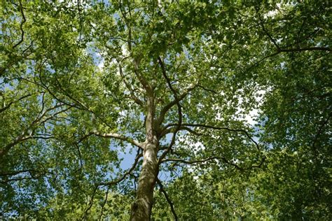 What Is Elm Tree And How We Can Identify It Farmer Planting