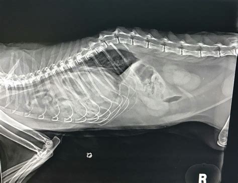 Pleural Effusion Cat X Ray