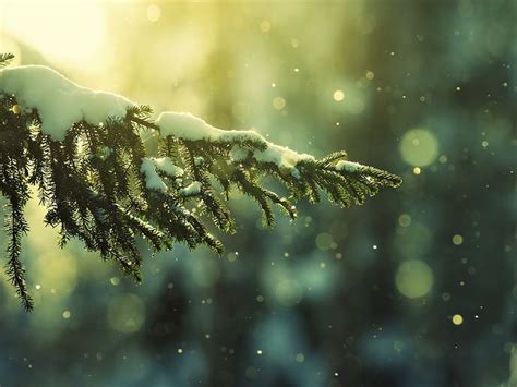 Bokeh Depth Of Field Snow Pine Trees Nature Winter 1080p