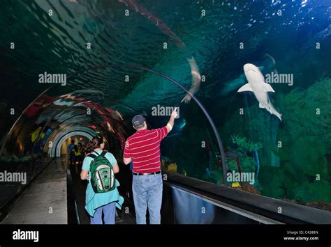 The Very Popular Shark Encounter Exhibit At Seaworld Stock Photo Alamy
