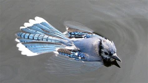 3yr · dobs9 · r/birdpics. Beautiful Blue Jay Birds 🐦 - YouTube