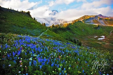 The Wildflowers Of Mount Rainier Paradise Mount Rainier National