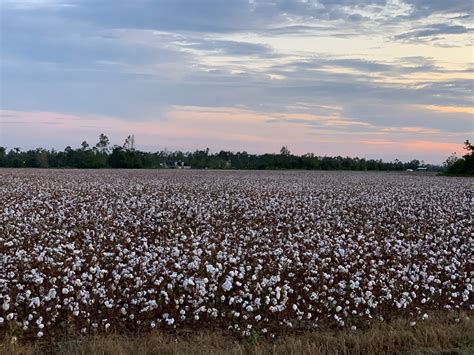 Panhandle Cotton An Important Crop For A Sustainable Future