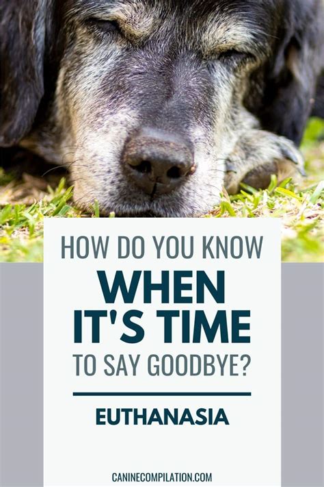 How Do You Know When Its Time To Say Goodbye Canine Compilation
