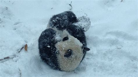 A Pandas First Snow Day Pile On The Cuteness The Two Way Npr