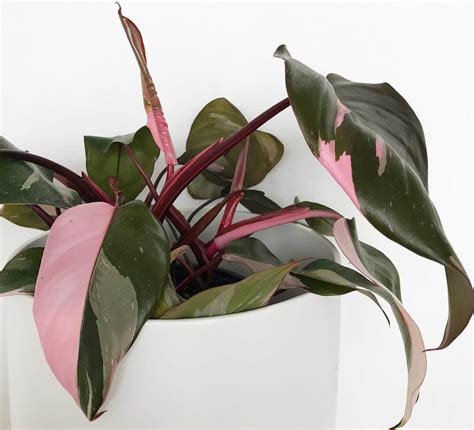 Philodendron Pink Princess Philodendron Erubescens 130mm