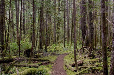 Forest Bathing On Vancouver Island