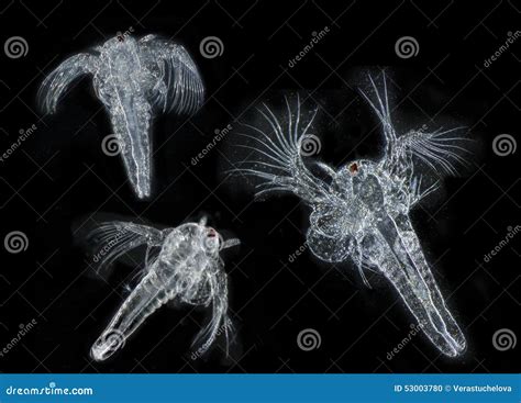 Artemia Or Artemia Salina Is A Genus Of Aquatic Crustaceans Also Known As Brine Shrimp Artemia