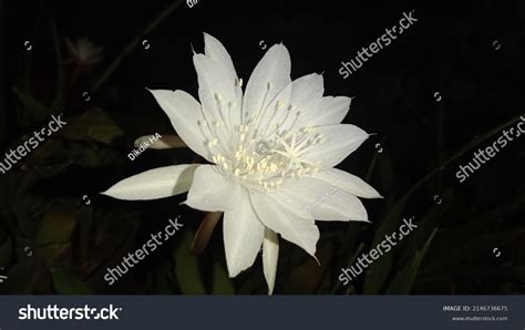 When Epiphyllum Oxypetalum Flower Blooms Night Stock Photo 2146736675