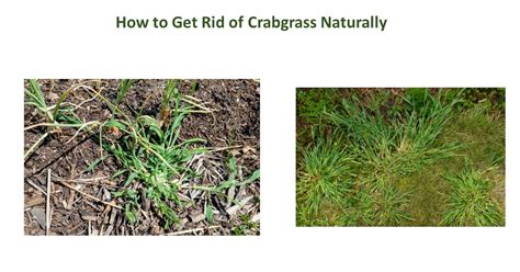 How To Get Rid Of Crabgrass Naturally
