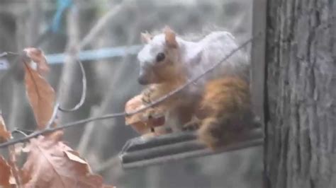 Squirrel May Cause Mange Epidemic In Eastern Usa Youtube