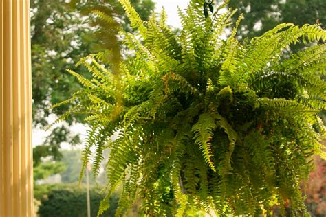 The Basics Of Growing Ferns Indoors