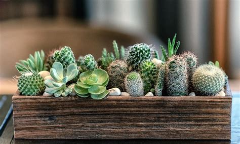 Aprende A Cultivar Cactus Y Plantas Suculentas En Casa Foto 1
