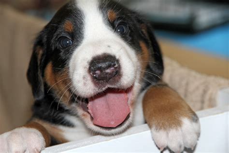 These dogs are loyal, willing and loves to please, they are if you are looking for great swiss mountain dog for sale, you've come to the perfect place! excited Greater Swiss Mountain Dog puppy : aww