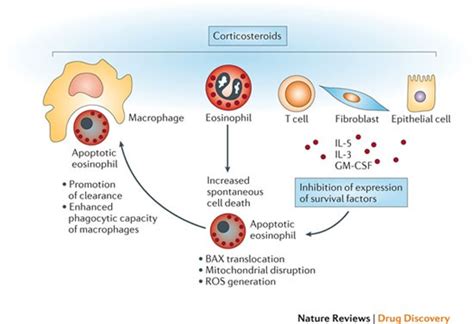 Targeting Eosinophils In Allergy Inflammation And Beyond Nature