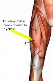 Thigh muscle strains are common for people of all ages. Anterior Thigh: Muscles at Salt Lake Community College ...