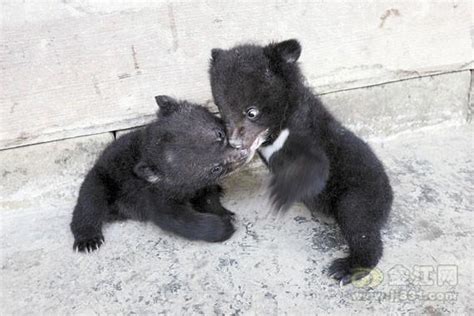 Farmer Rescues 2 Lost Black Bear Cubs Cn