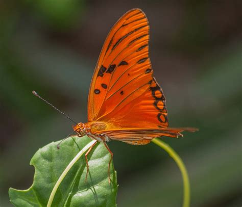 Fritillary Nymphalidae Orange And Black Britannica