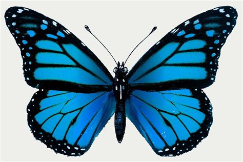 Vintage Common Blue Butterfly Illustration Design Element Premium