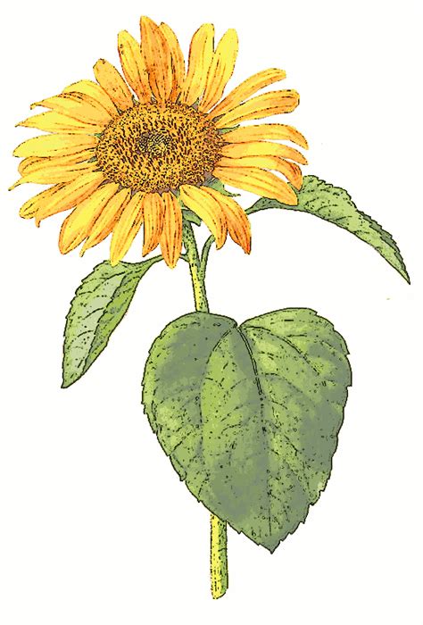 Plant Sunflower Clipart 20 Free Cliparts Download Images