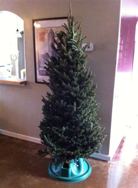 How To Get A 5 Christmas Tree And How To Take Care Of It Christmas