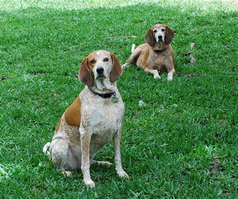 American English Coonhound English Coonhound Redtick Coonhound