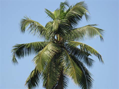 Filecoconut Tree