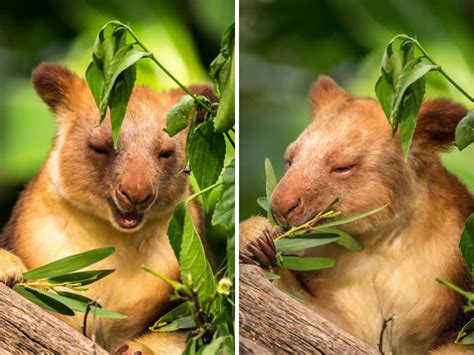 Meet These Smiling Tree Kangaroos In Australia Lipstick Alley