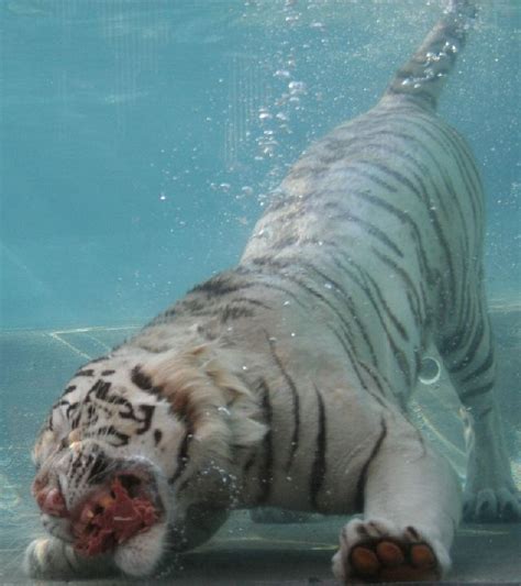 Oldie White Bengal Tiger Enjoying Its Meal Underwater
