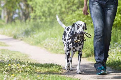 Do you wish you could train your dog to walk off leash? How to Train Your Dog to Follow Without a Leash | Wag!