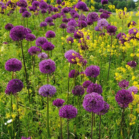 Gorgeous Allium Bulbs For Sale Aflatunense Purple Sensation Easy To