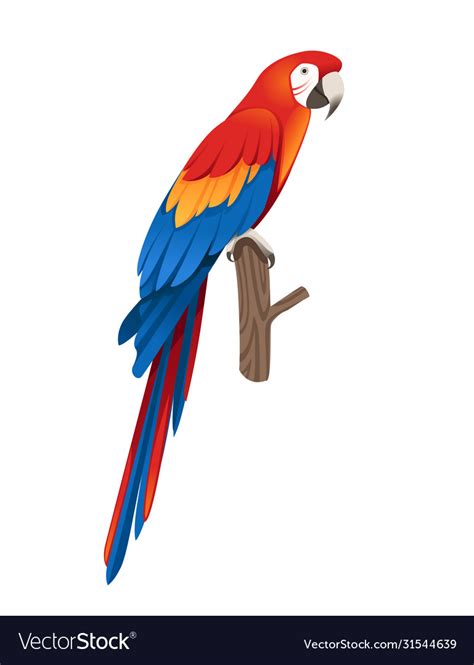 Adult Parrot Red And Green Macaw Ara Sitting Vector Image
